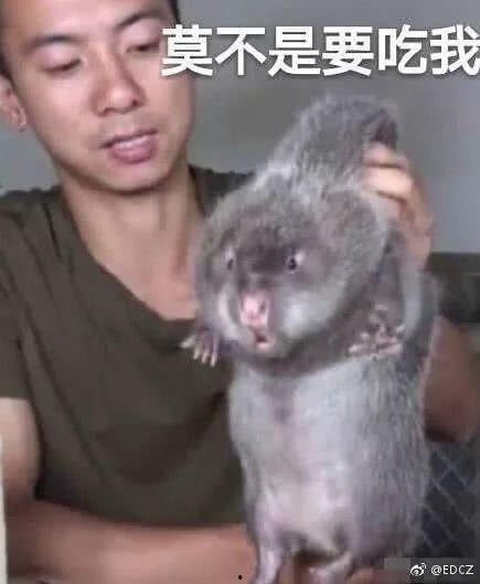 网红吃竹鼠,揭秘竹鼠美食背后的故事