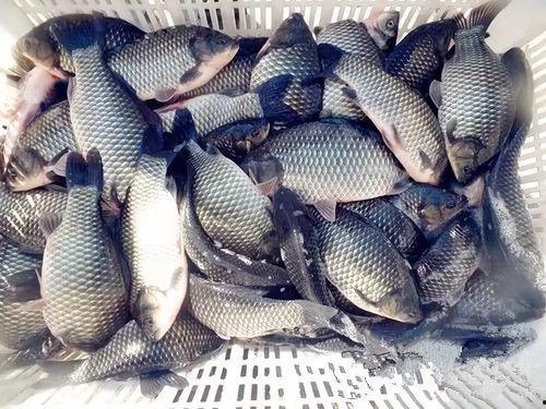 小鲫瓜老师钓鲫鱼视频,轻松捕获肥美鲫鱼