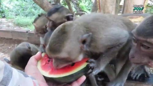 吃瓜变成猴,揭秘神奇生物的奇幻之旅
