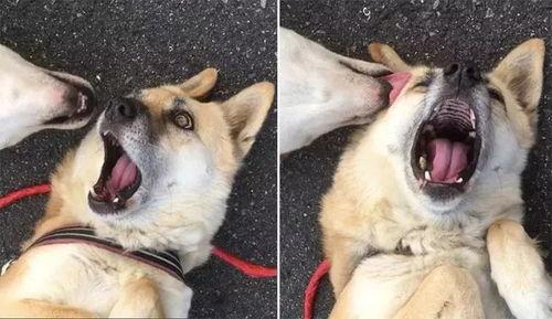 网红黑脸狗,网红界的萌宠传奇