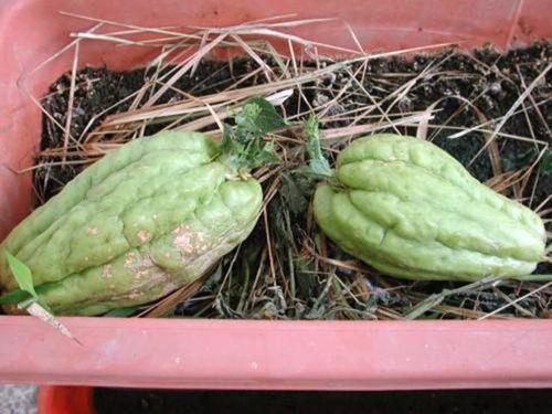 沃森生物围观吃瓜,揭秘娱乐圈幕后故事