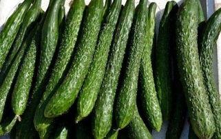 菊瓜减肥可以吃吗,健康美味两不误的绿色减肥法